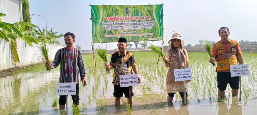 Menanam padi dalam rangka Farmers Field Day (Ffd)