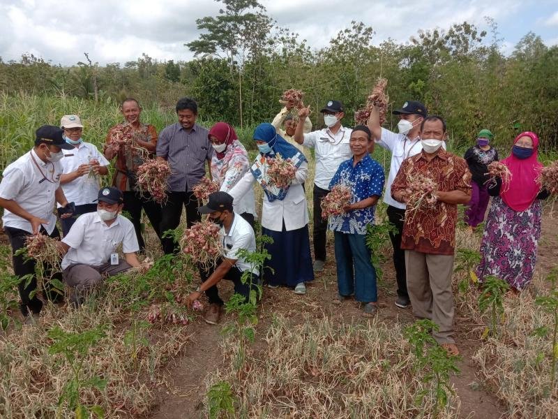 KEGIATAN PENGUBINAN BAWANG MERAH